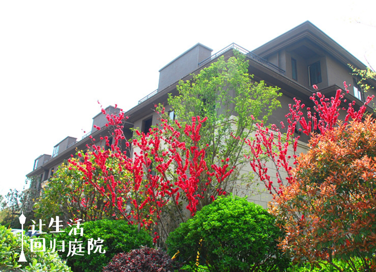 前后张望南阳50年：这样的庭院，，，，，很难再有了！